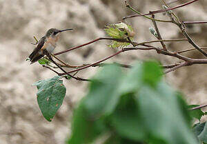 Colibri à queue courte