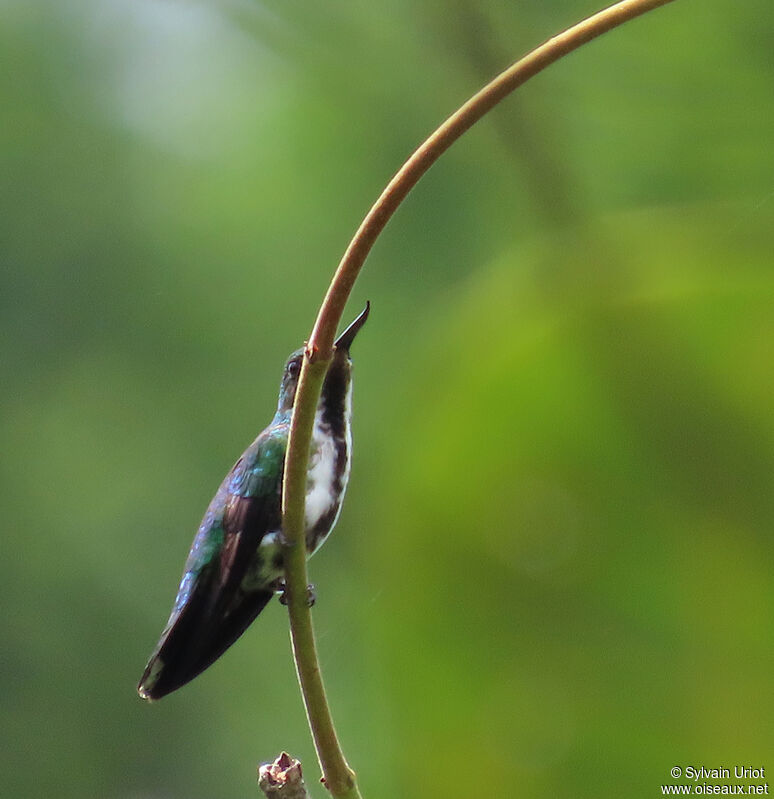 Colibri avocette femelle adulte
