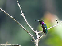 Colibri de Berlepsch