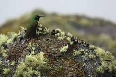 Colibri de Stolzmann