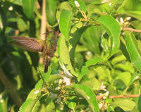 Colibri huppé