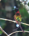 Colibri topaze