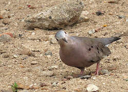 Plain-breasted Ground Dove