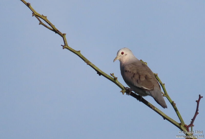 Plain-breasted Ground Dove male adult