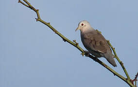 Plain-breasted Ground Dove