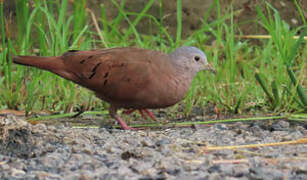 Ruddy Ground Dove