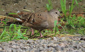 Ruddy Ground Dove