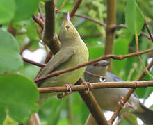 Bicolored Conebill