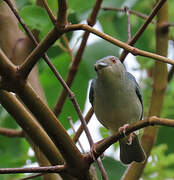 Bicolored Conebill