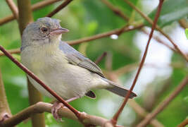 Bicolored Conebill