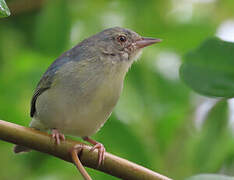 Bicolored Conebill