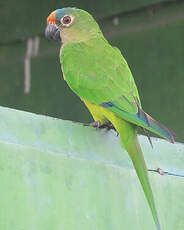 Conure couronnée