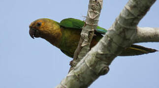 Brown-throated Parakeet