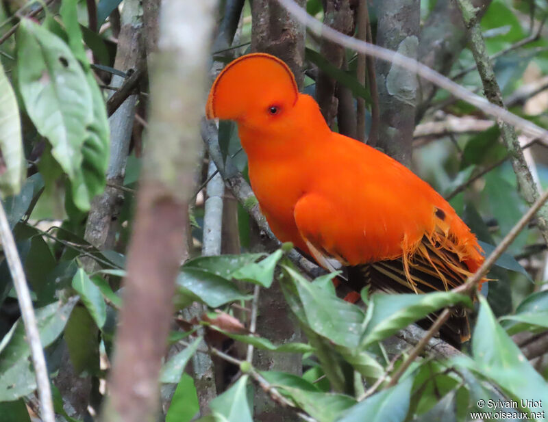 Guianan Cock-of-the-rock male adult