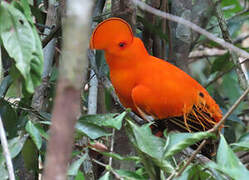 Coq-de-roche orange