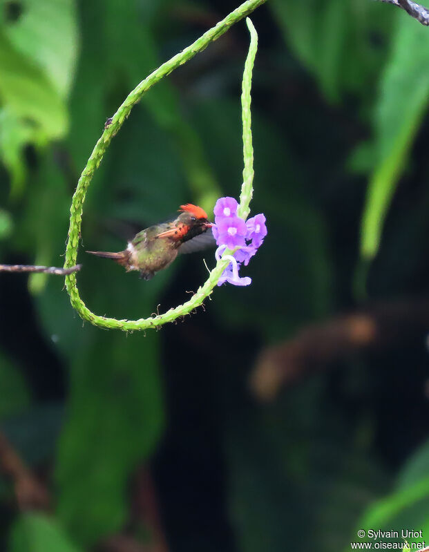 Tufted Coquette male adult