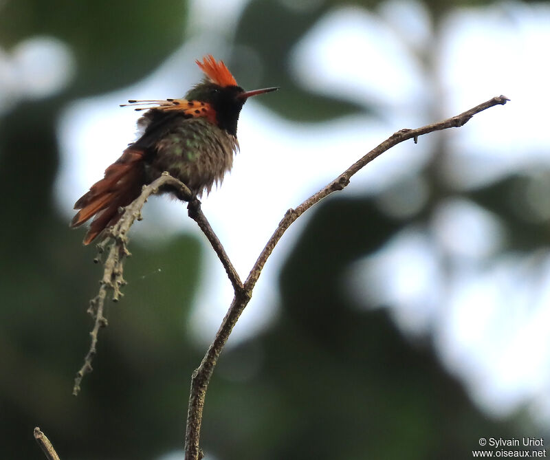 Tufted Coquette male adult