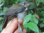 Corythopis à collier