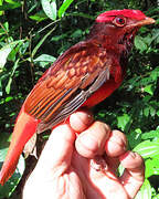 Guianan Red Cotinga