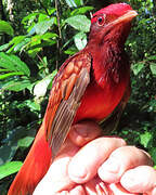 Guianan Red Cotinga