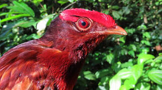 Guianan Red Cotinga