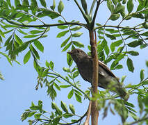 Pompadour Cotinga