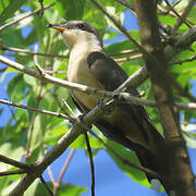 Mangrove Cuckoo