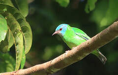 Dacnis bleu