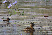 Dendrocygne à dos blanc