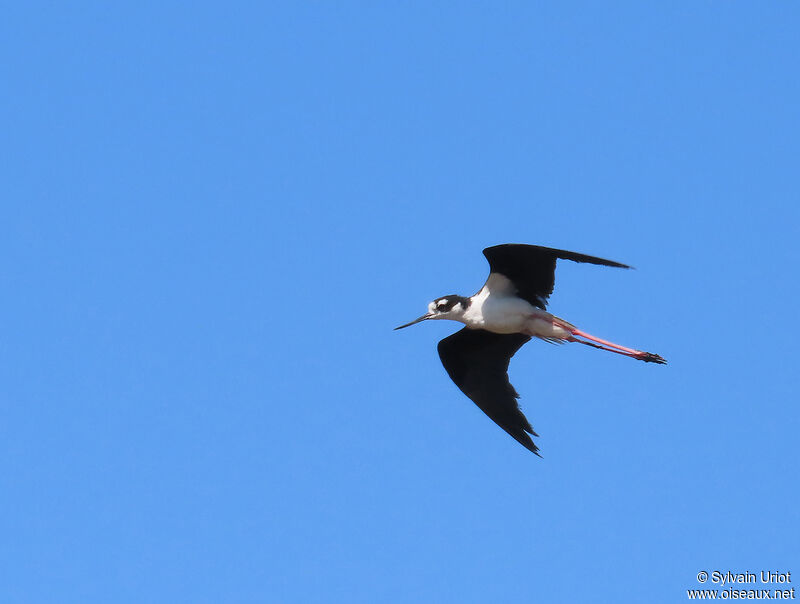 Black-necked Stiltadult