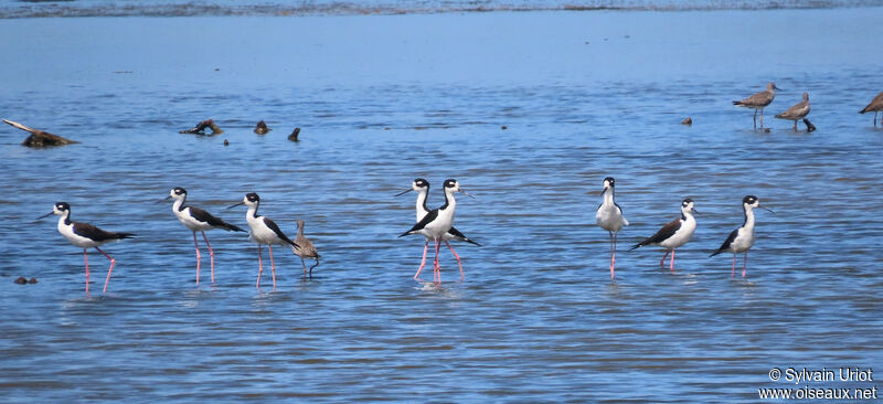 Black-necked Stiltadult