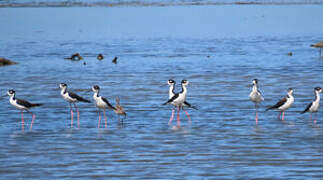 Black-necked Stilt