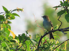 Small-billed Elaenia