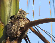 Yellow-bellied Elaenia