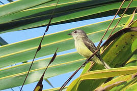 Forest Elaenia