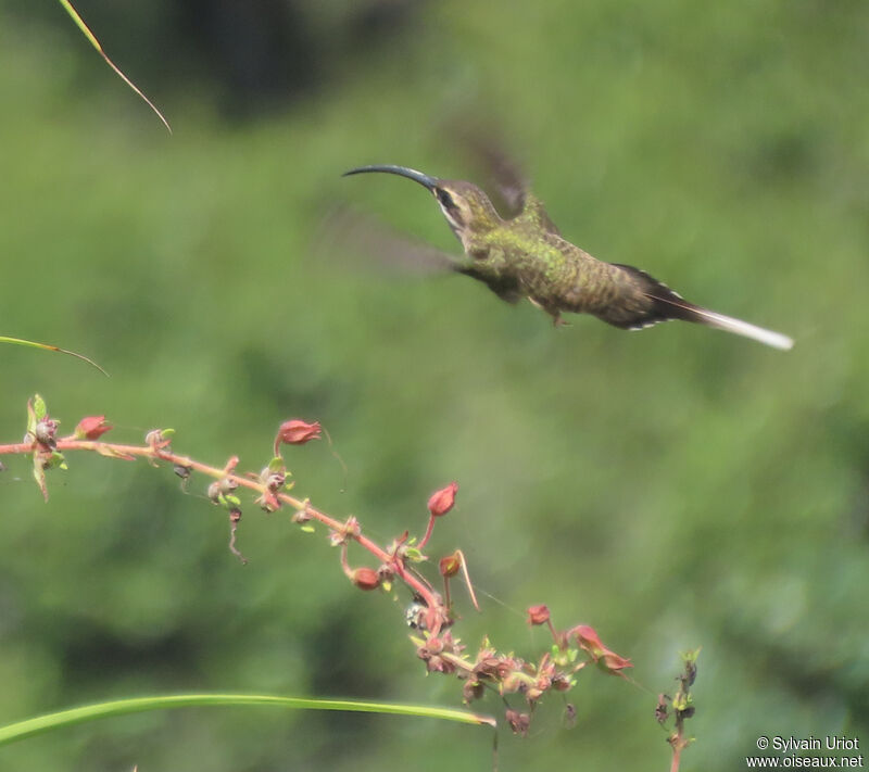 Long-tailed Hermitadult