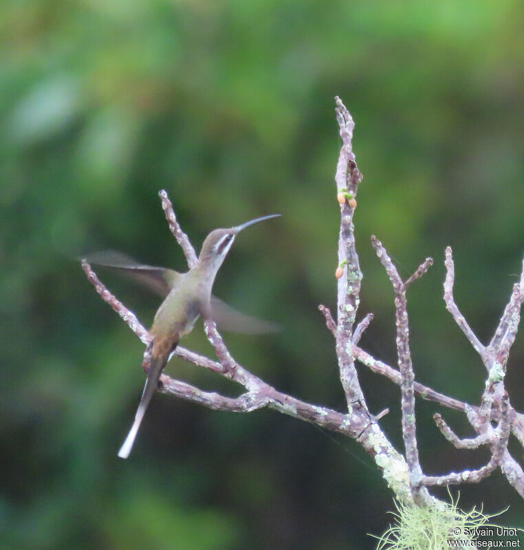 Sooty-capped Hermit