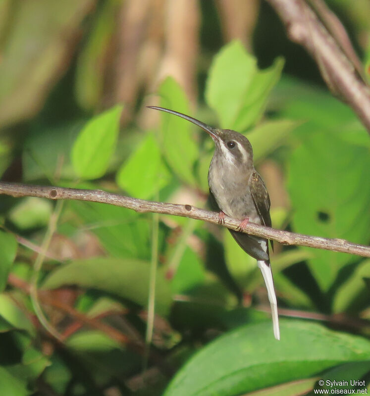 Sooty-capped Hermitadult