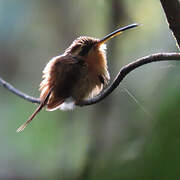 Reddish Hermit