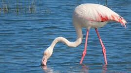 Flamant rose