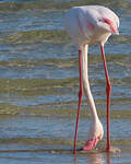 Flamant rose