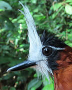 White-plumed Antbird