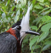 White-plumed Antbird