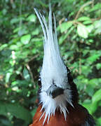 White-plumed Antbird