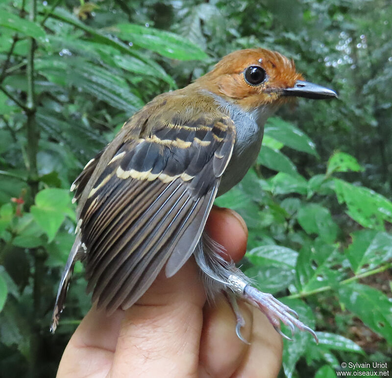 Common Scale-backed Antbird female adult