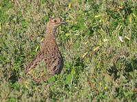 Francolin à ailes grises