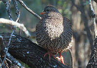 Francolin du Natal