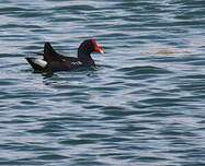 Gallinule d'Amérique