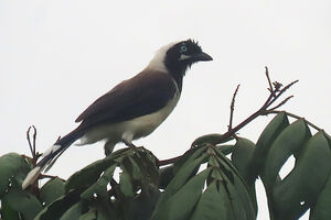 Geai de Cayenne