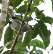 Tropical Gnatcatcher